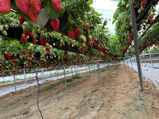 Renovarse para reducir el consumo de agua ¡! 🍓